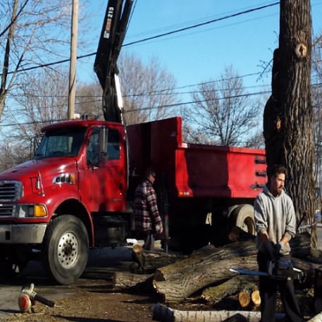 Tree removal