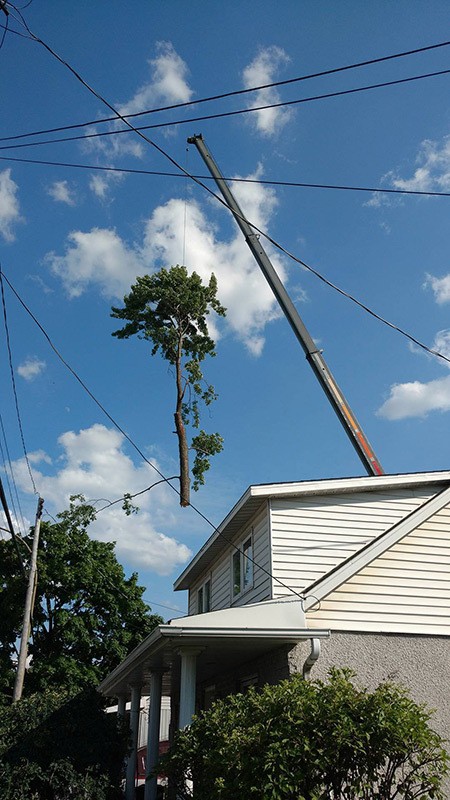 Tree removal