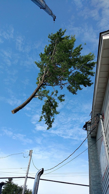 Tree removal