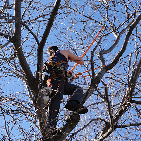 Pruning