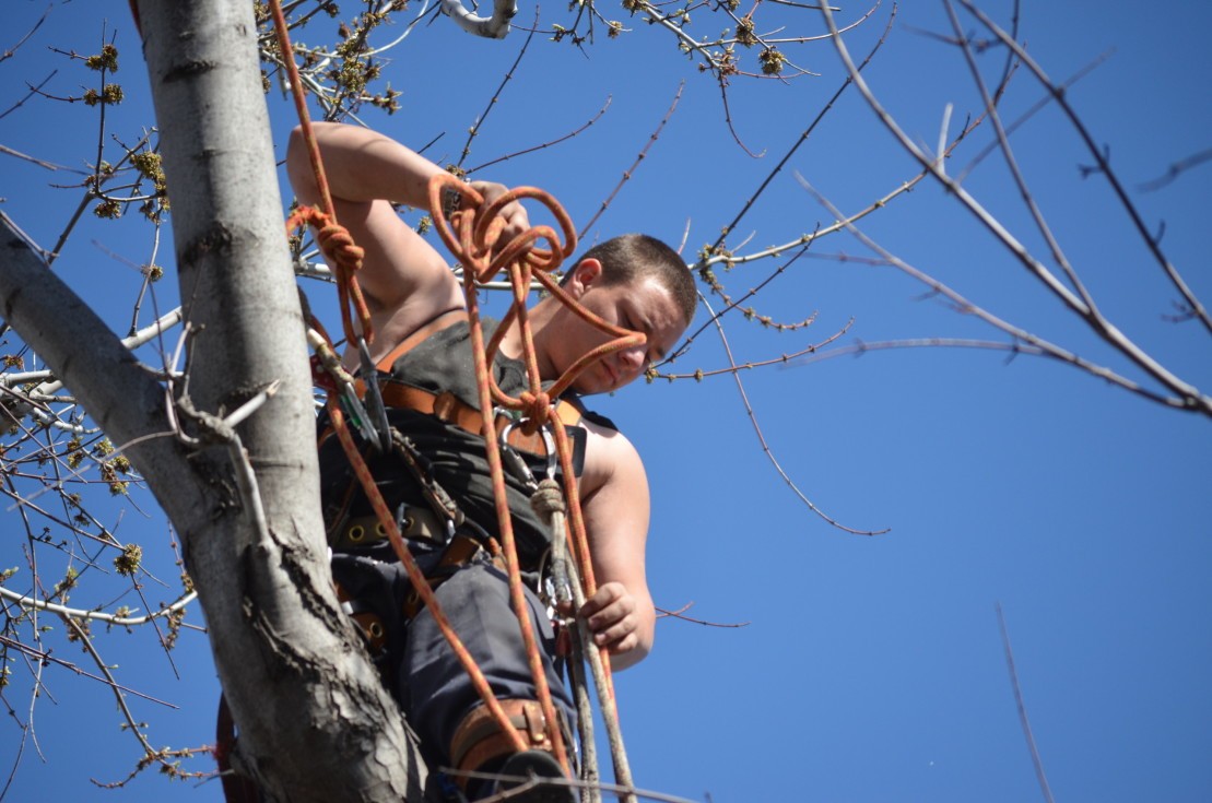 Pruning