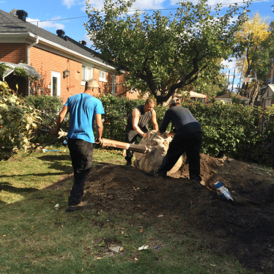 Planting