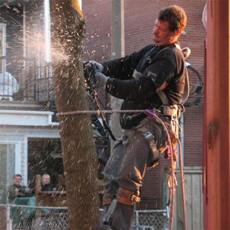 Tree removal, stump removal and clearing